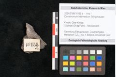Foto (Detailansicht) von Cinnamomum intermedium Ettingshausen (NHMW-GEO-2024-0188-10155a)